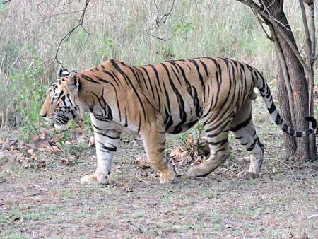 PM lays stress on balancing development and environment as tiger count nears 3,000
